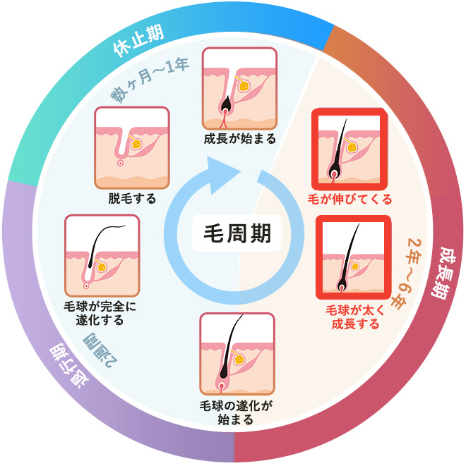 発毛する理由